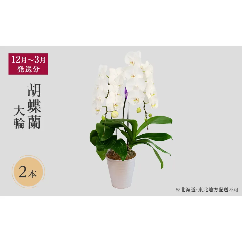 【12月～3月発送分】胡蝶蘭大輪 2本立【北海道・東北地方配送不可】プレゼント スマイルオーキッド 選べる花色 白色 ピンク 黄色 花 ギフト 贈り物 お祝い 産地直送 贈答 鮮度抜群 誕生日 記念日 開店祝 京都府 京田辺市