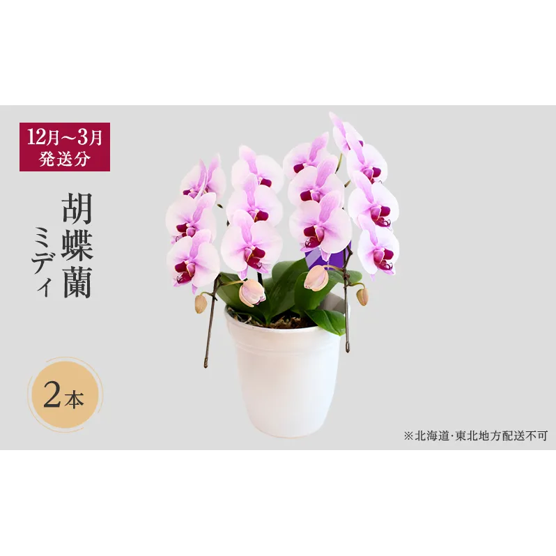 【12月～3月発送分】胡蝶蘭ミディ 2本立【北海道・東北地方配送不可】花 プレゼント スマイルオーキッド 選べる花色 白色 ピンク 黄色 花 贈り物 お祝い 産地直送 贈答 誕生日 記念日 開店祝 京都府 京田辺市