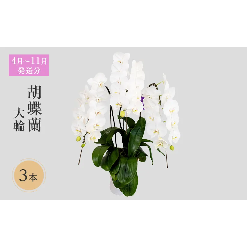 【4月～11月発送分】胡蝶蘭大輪　3本立 花 スマイルオーキッド 選べる花色 白色 ピンク 黄色  花 ギフト 贈り物 お祝い 産地直送 贈答 ギフト プレゼント 鮮度抜群 誕生日 記念日 開店祝 母の日 父の日 敬老の日 京都府 京田辺市