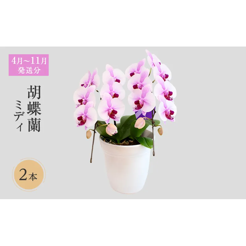 【4月～11月発送分】胡蝶蘭ミディ 2本立 花 スマイルオーキッド 選べる花色 白色 ピンク 黄色 花 贈り物 お祝い 産地直送 贈答 プレゼント 鮮度抜群 誕生日 記念日 開店祝 母の日 父の日 敬老の日 京都府 京田辺市