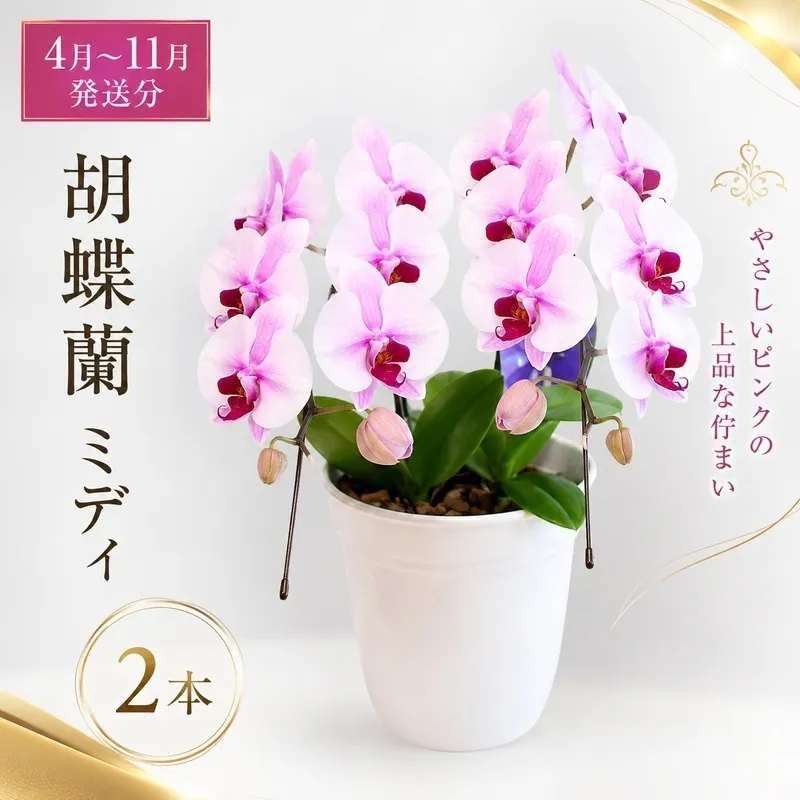 【4月～11月発送分】胡蝶蘭ミディ 2本立 花 スマイルオーキッド 選べる花色 白色 ピンク 黄色 花 贈り物 お祝い 産地直送 贈答 プレゼント 鮮度抜群 誕生日 記念日 開店祝 母の日 父の日 敬老の日 京都府 京田辺市