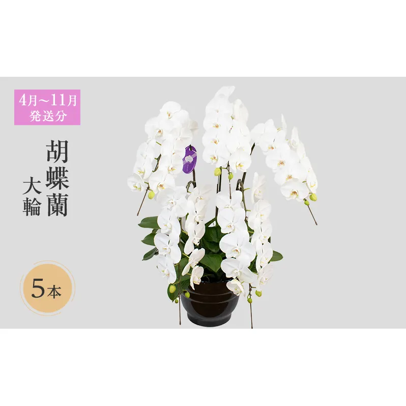 【4月～11月発送分】胡蝶蘭大輪　5本立 花 スマイルオーキッド 選べる花色 白色 ピンク 黄色  花 ギフト 贈り物 お祝い 産地直送 贈答 ギフト プレゼント 鮮度抜群 誕生日 記念日 開店祝 母の日 父の日 敬老の日 京都府 京田辺市