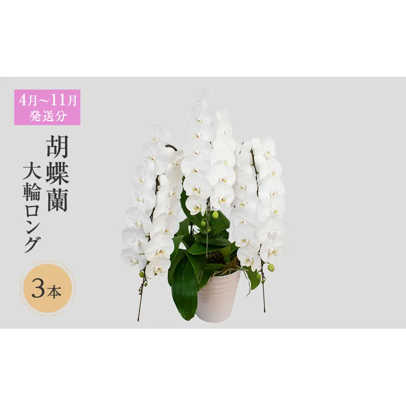 【4月～11月発送分】胡蝶蘭大輪 ロング 3本立 花 スマイルオーキッド 選べる花色 白色 ピンク 黄色 花 ギフト 贈り物 お祝い 産地直送 贈答 プレゼント 鮮度抜群 誕生日 記念日 開店祝 母の日 父の日 敬老の日 京都府 京田辺市