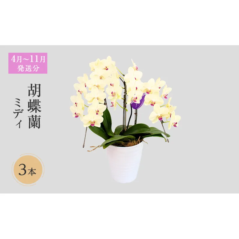 【4月～11月発送分】胡蝶蘭ミディ 3本立 花 スマイルオーキッド 選べる花色 白色 ピンク 黄色 花 ギフト 贈り物 お祝い 産地直送 贈答 プレゼント 鮮度抜群 誕生日 記念日 開店祝 母の日 父の日 敬老の日 京都府 京田辺市