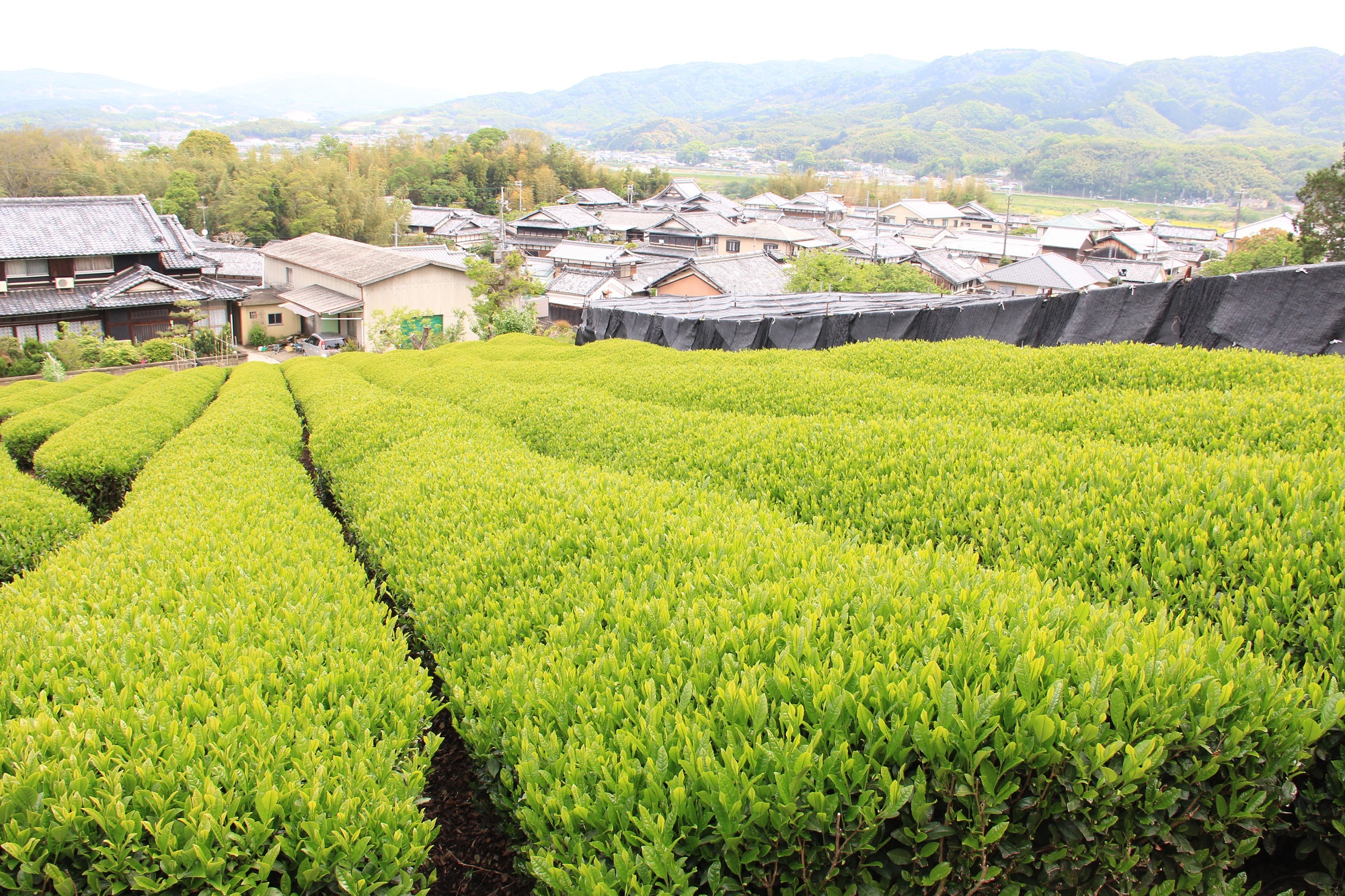 飯岡の茶畑～日本遺産～