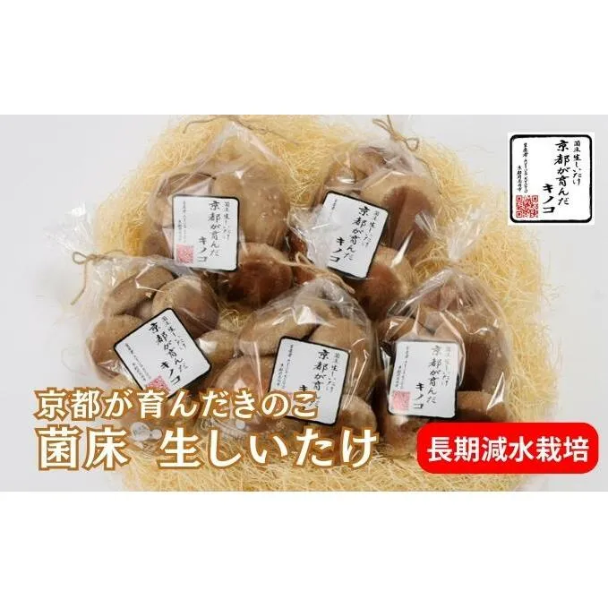 しいたけ 京都が育んだきのこ 長期減水栽培 菌床 生しいたけ 特大サイズ 200g 5袋 椎茸 シイタケ きのこ キノコ 野菜 京都