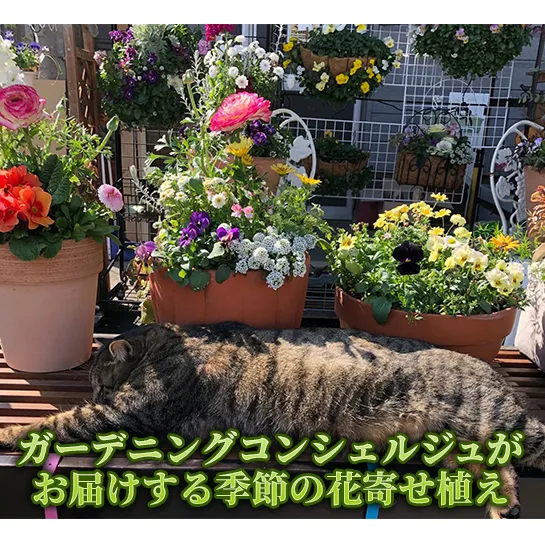 花 ガーデニングコンシェルジュがお届けする 季節の花 寄せ植え 鉢植え 鉢花 5～7種 ガーデニング コンシェルジュ お花 京都 