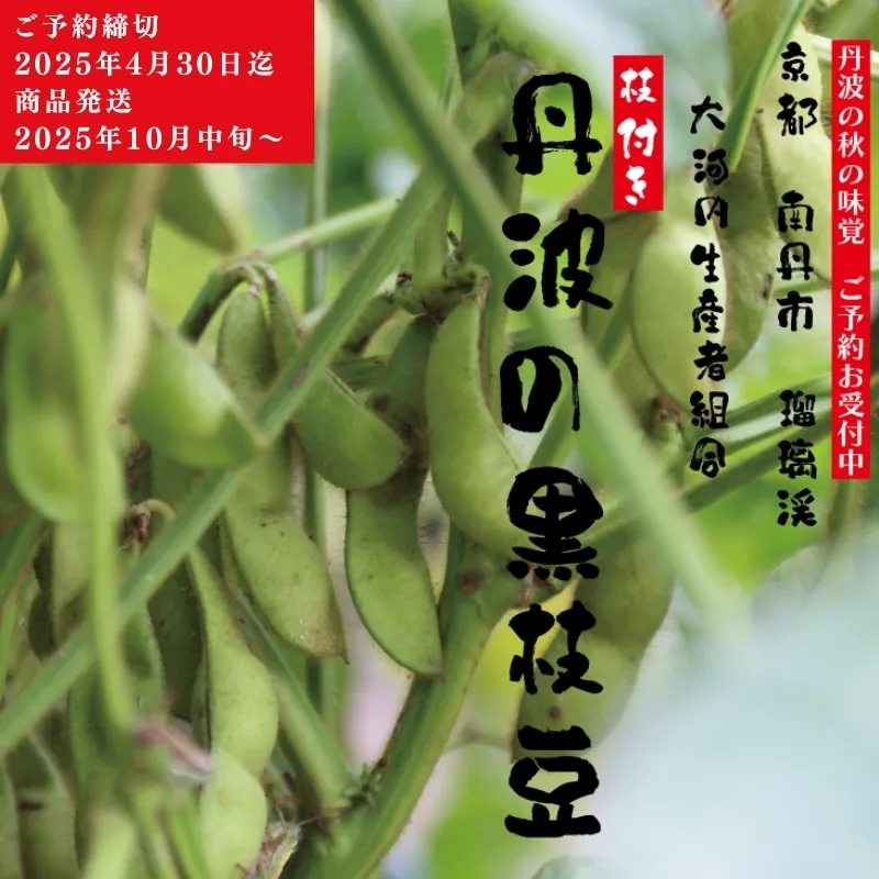 枝豆 京都 2025年 先行予約 丹波の枝付き黒枝豆 るり渓 大河内生産組合発 丹波 野菜 国産 生 黒枝豆 おつまみ えだまめ エダマメ 先行 ※北海道・沖縄・離島への発送不可 