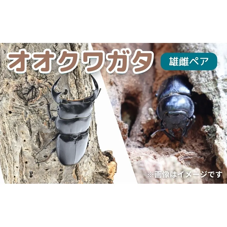 サステナブル オオクワガタ オス メス 成虫ペアセット　クワガタ 成虫 ペア セット 生体 日本国産 国産 虫 昆虫 生き物 生物 子供 趣味 男の子 ペット 育成 観察 学習 自由研究 京都府 南丹市