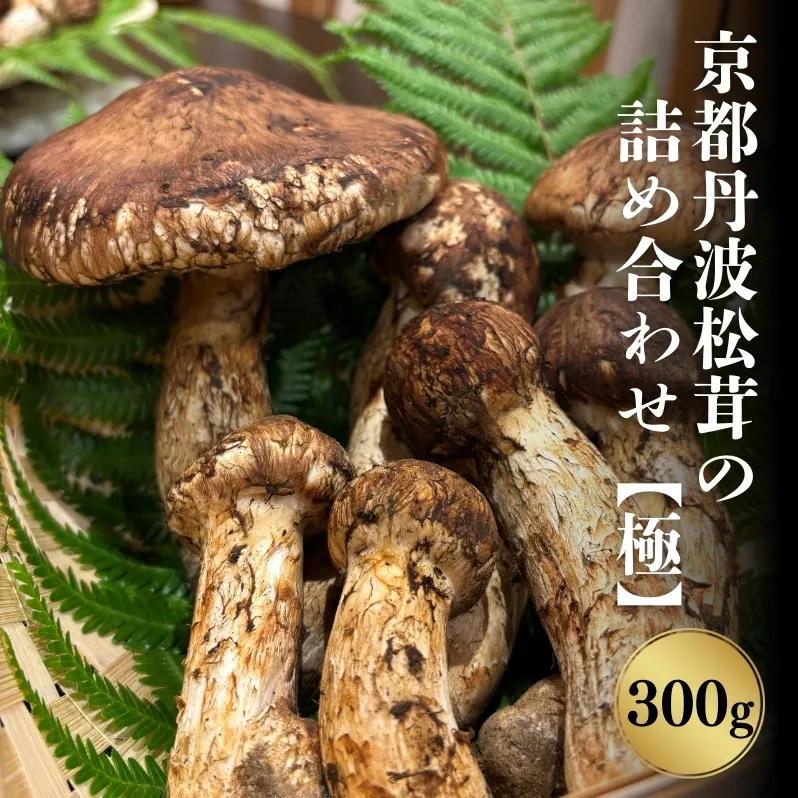 京都丹波松茸の詰め合わせ 300g【極上】まつたけ 数量限定 期間限定 きのこ 秋 天然 国産 国内産 京都府 南丹市　※2024年10月中旬以降順次発送