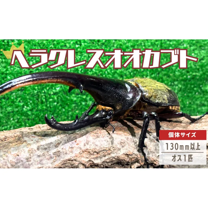 ヘラクレスオオカブト オス  130mm以上 1匹