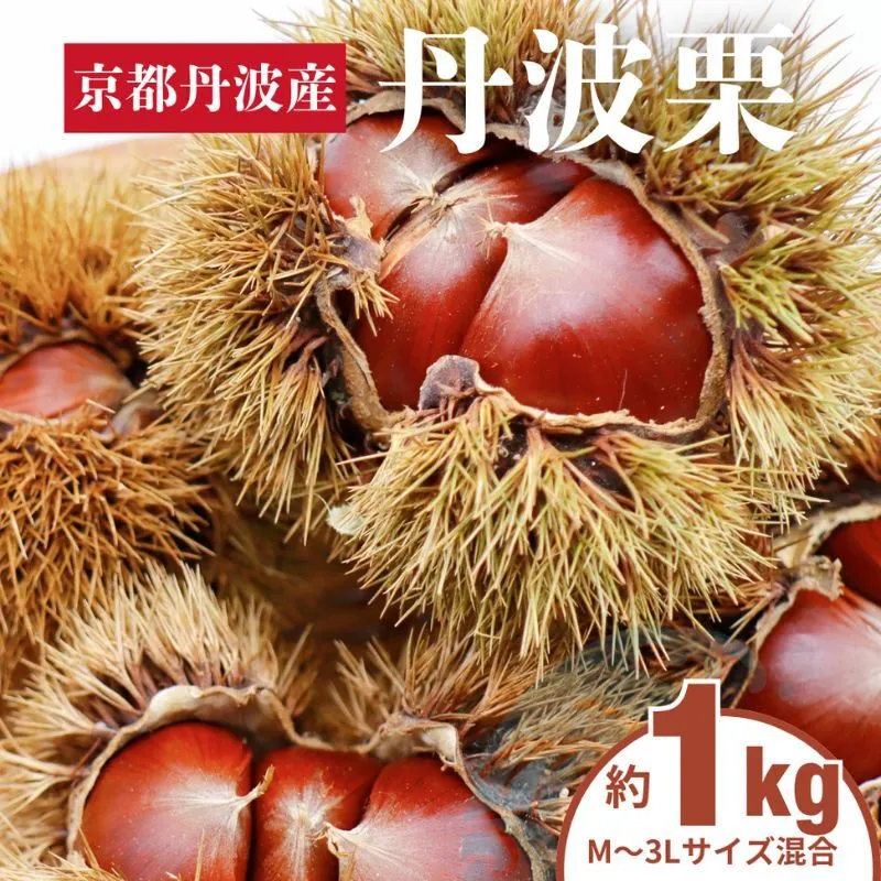 丹波栗 1kg M～3L  サイズ 京都 丹波産 南丹市 栗 大粒 生栗 和栗 国産 丹波栗 秋26