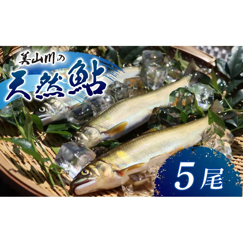 冷凍 美山川の天然鮎 5匹 | 魚 さかな 天然 鮎 川魚 料理 京都 南丹市