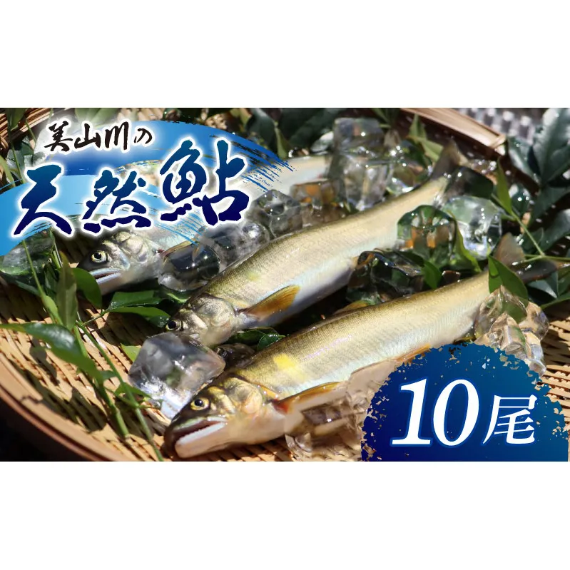 冷凍 美山川の天然鮎 10匹 | 魚 さかな 天然 鮎 川魚 料理 京都 南丹市