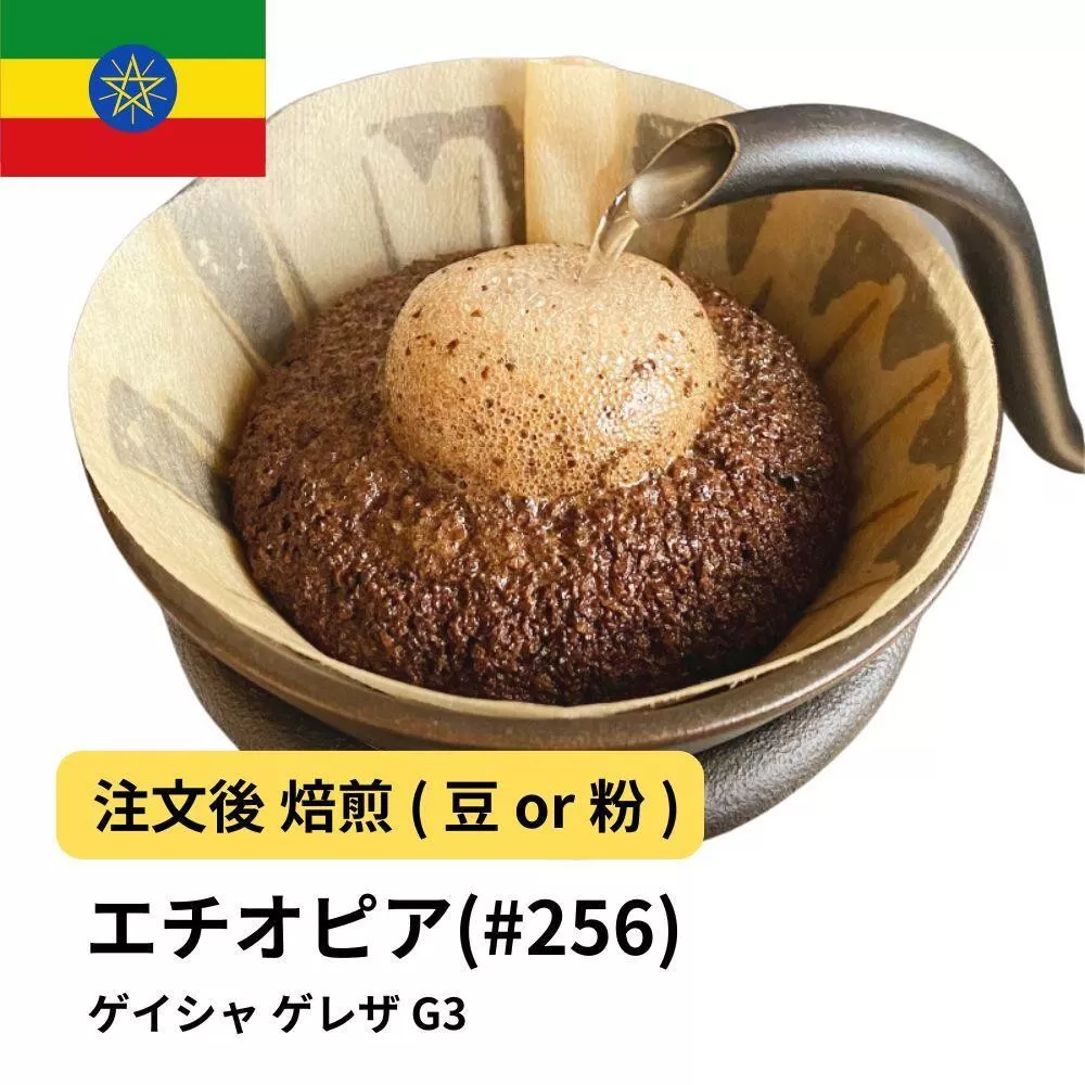 【粉】コーヒー #256 エチオピア ゲイシャ ゲレザ G3 310g 当日焙煎 大山珈琲