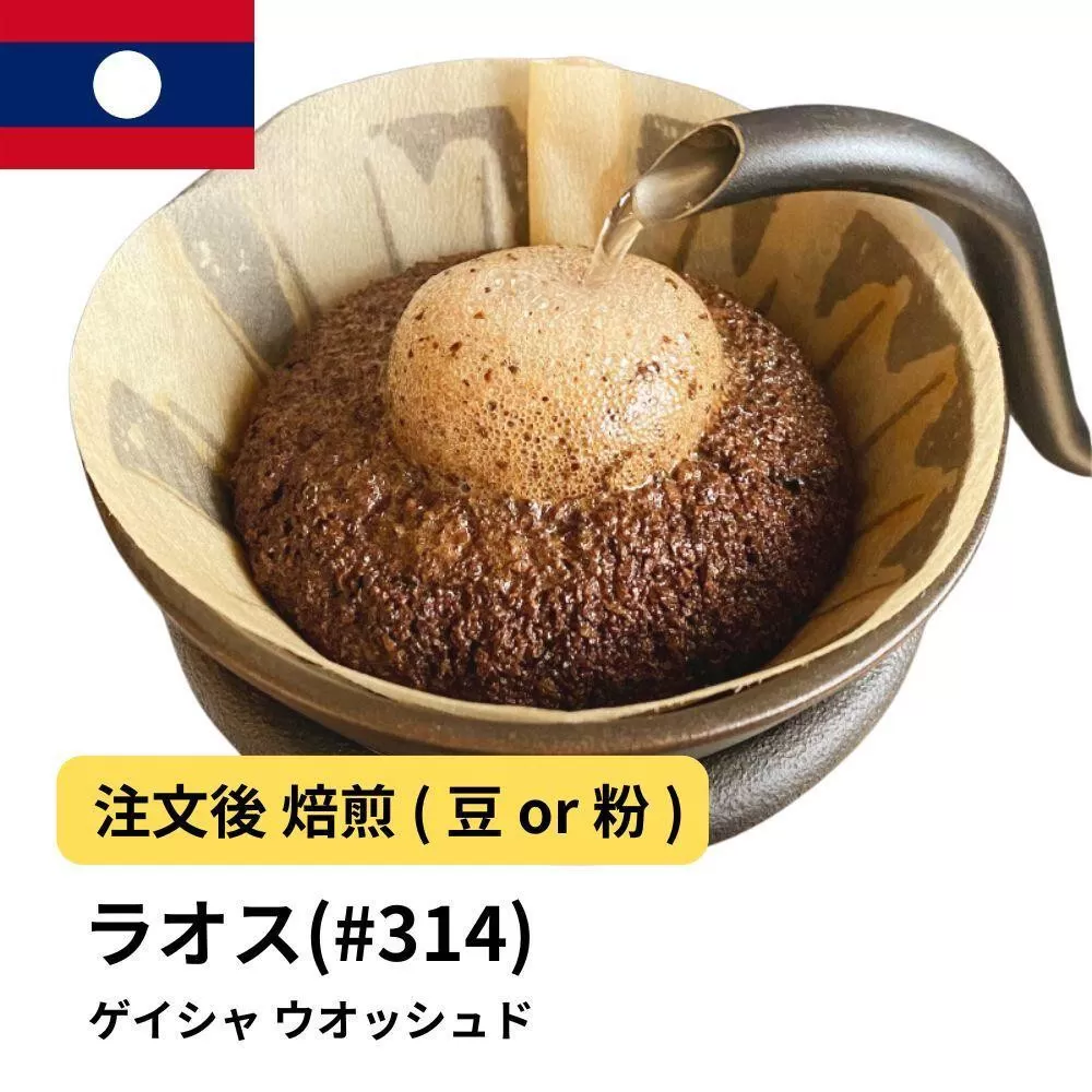 【豆】コーヒー #314 ラオス ゲイシャ100% ウオッシュド 310g 当日焙煎 大山珈琲