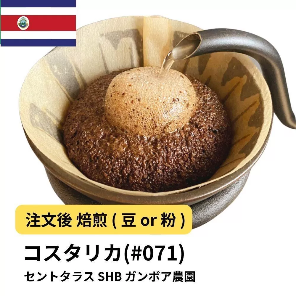 【豆】コーヒー #071 コスタリカ セントタラス SHB ガンボア農園 310g 当日焙煎 大山珈琲