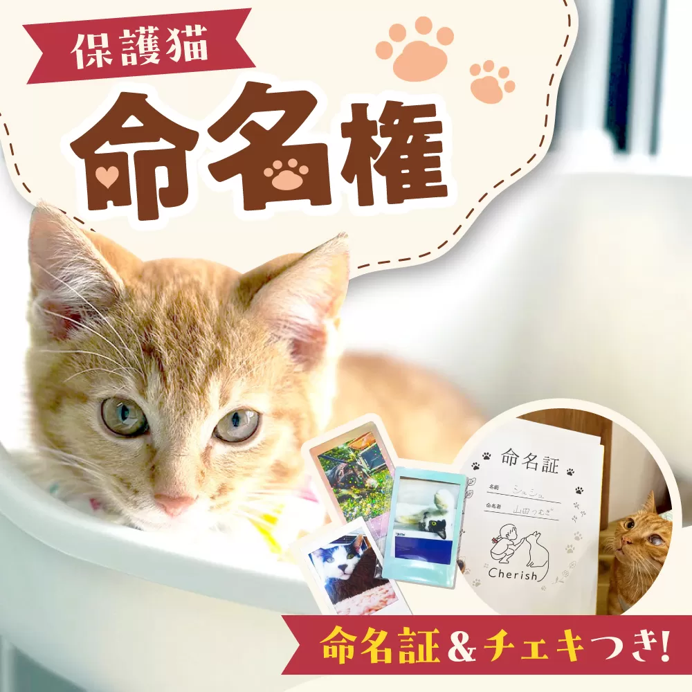命名権（保護猫への名付け） 猫 ねこ ネコ 保護猫 支援 動物愛護 応援 大阪府高槻市／特定非営利活動Cherish [AODU001]