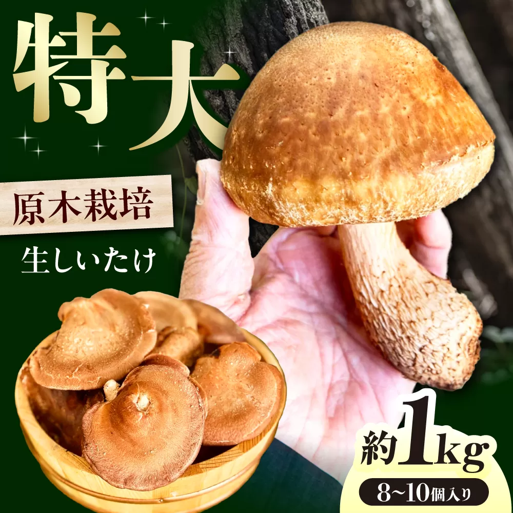 原木生椎茸 約1kg（8個〜10個）入り＜2025年1月〜2月発送＞高槻市産 数量限定 期間限定　大阪府高槻市/高槻あぐり [AOCS001] 肉厚 人気 おいしい シイタケ しいたけ