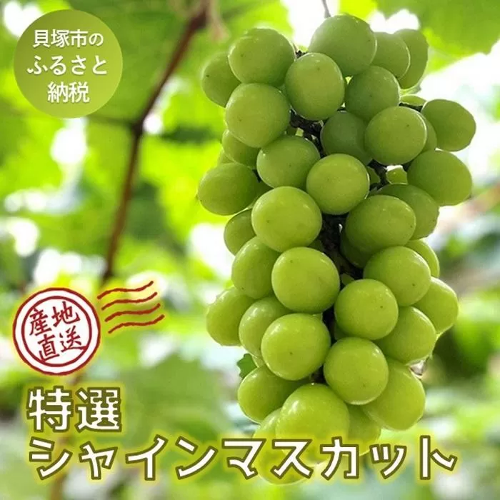 【貝塚市産】特選シャインマスカット 700g以上　2025年8月より発送