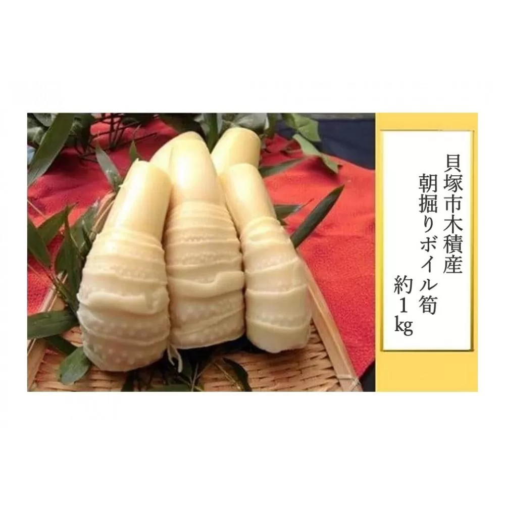 貝塚市木積産　朝掘りボイル筍 約１kg