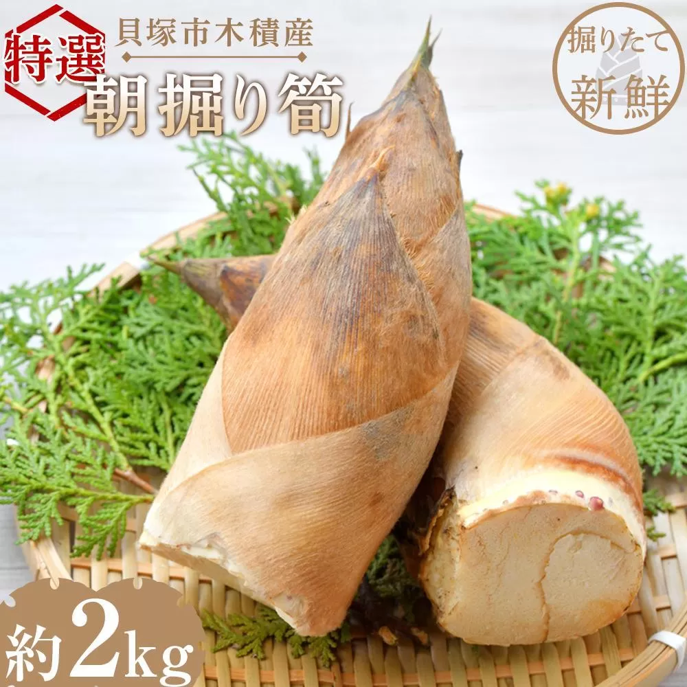貝塚市木積産　特選朝掘り筍　約２kg