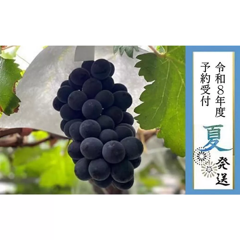 <2026年 先行予約8月中旬発送>【貝塚市産】特選ブラックビート1房入り 700g以上