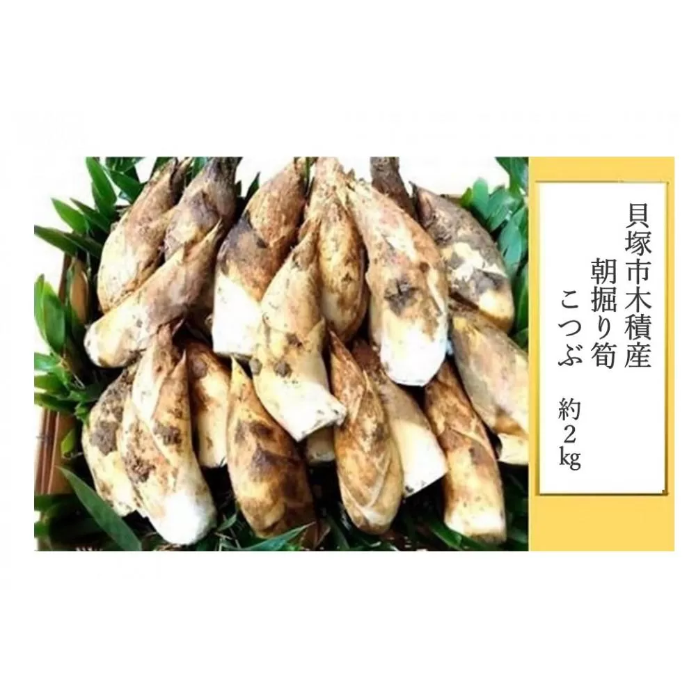 貝塚市木積産　朝掘り筍　こつぶ約2kg