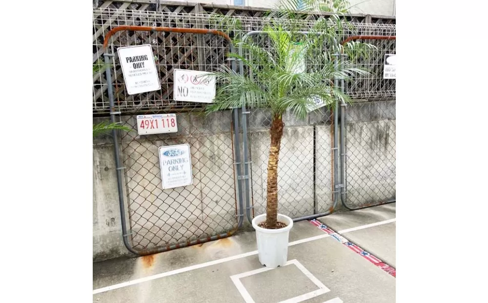 【190～210cm】ヤシの木1本 フェニックス・ロべレニー ロべヤシ