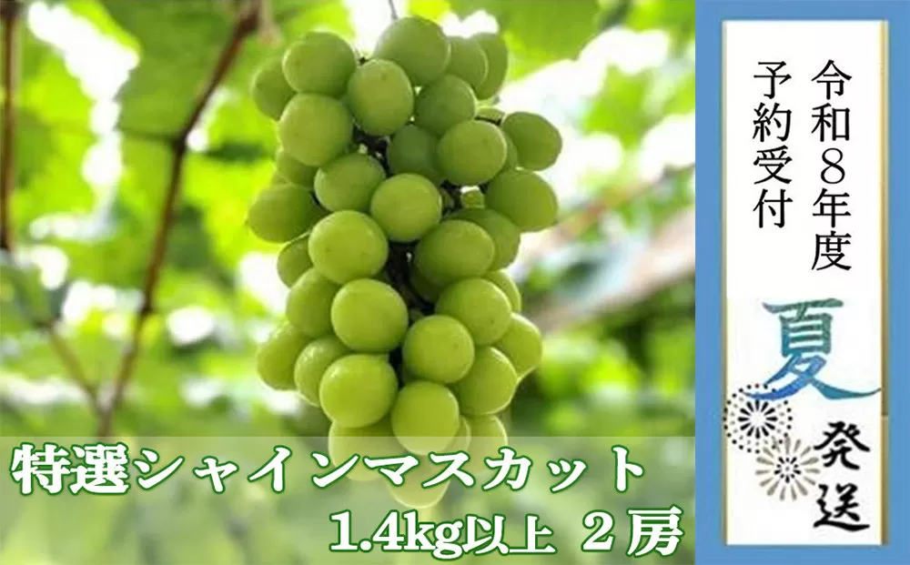 <2026年 先行受付 8月中旬発送>【貝塚市産】特選シャインマスカット2房入り 1.4kg以上