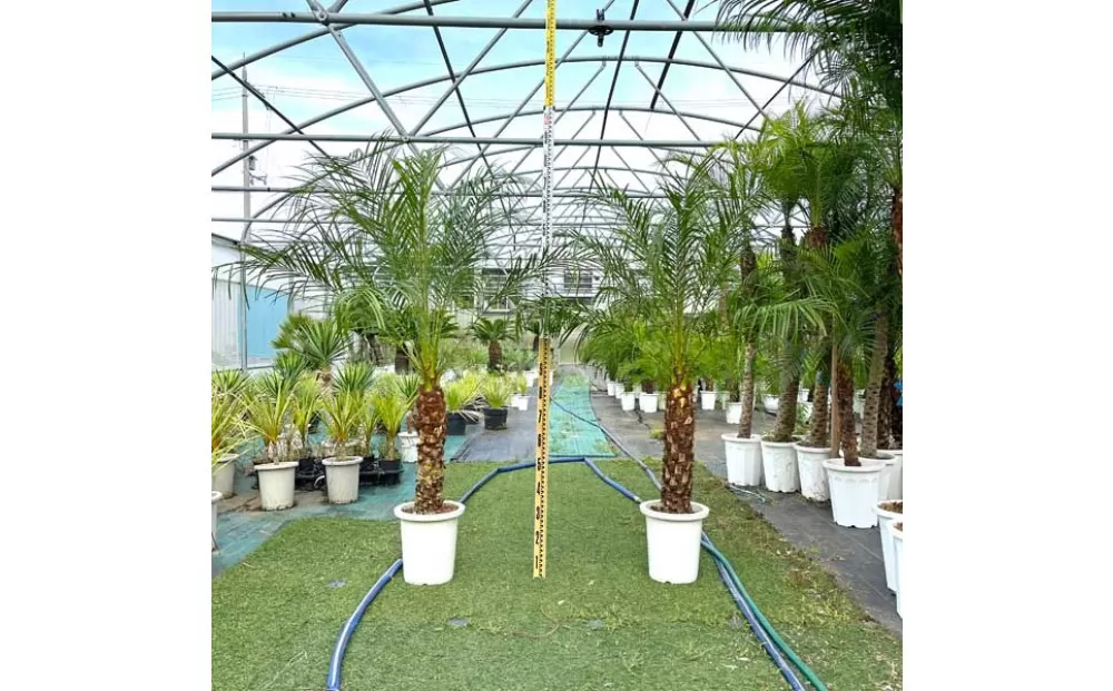 【130～150cm】ヤシの木1本 フェニックス・ロべレニー ロべヤシ