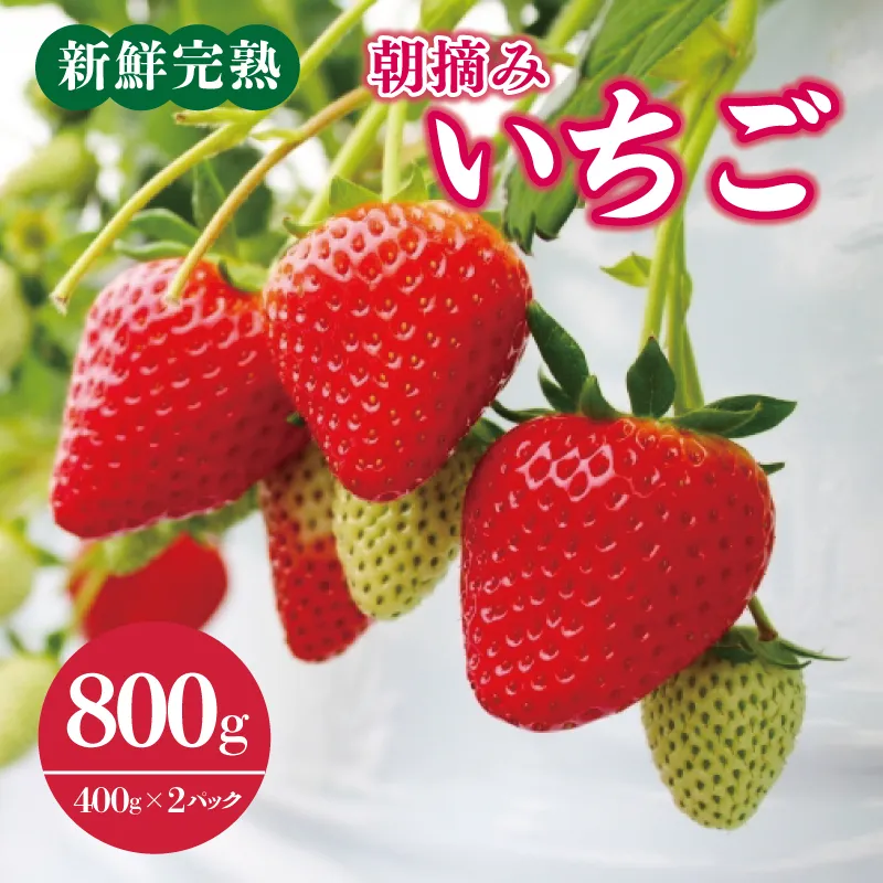 【先行予約】「厳選プレミアム!」完熟朝摘みいちご 800g(400g×2パック) 099H2853