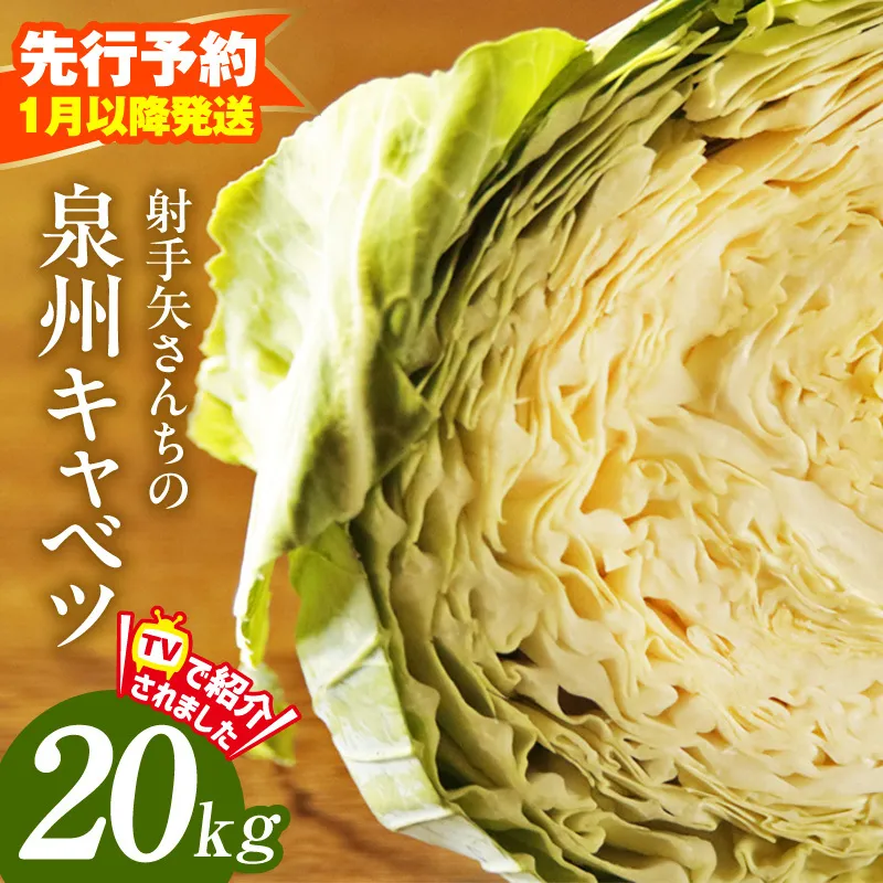 【先行予約】泉州キャベツ 20kg【新鮮 野菜 泉佐野産 やさい 射手矢農園 高評価 数量限定】 G4291
