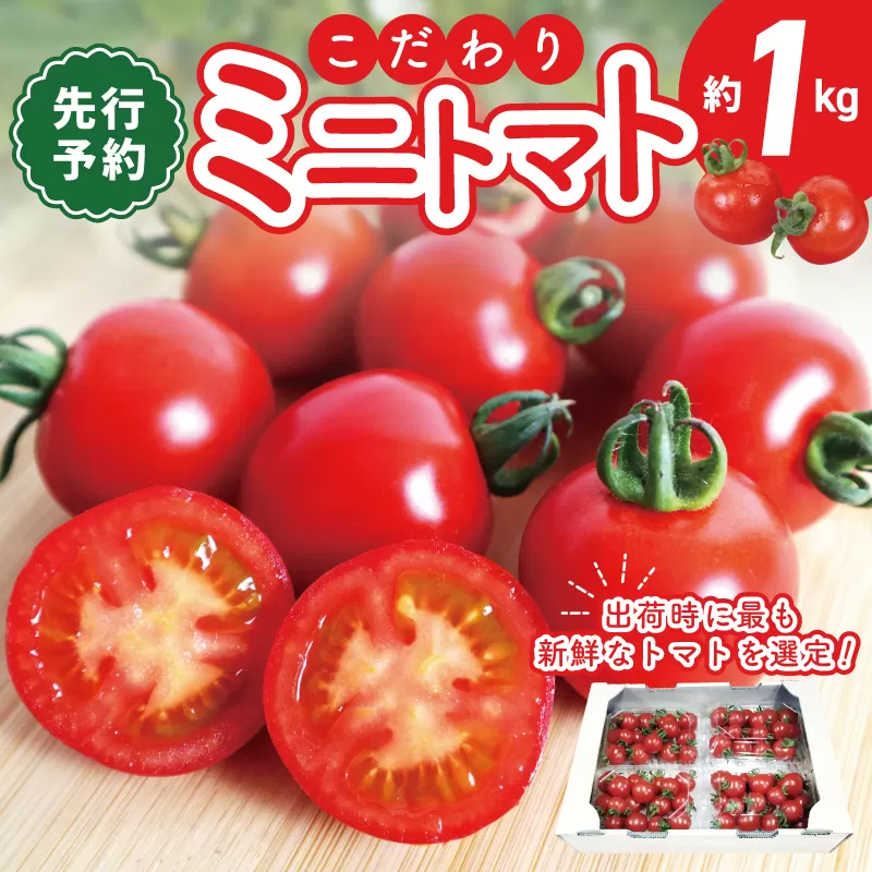 こだわり ミニトマト 4パック 合計 約1kg【新鮮 野菜 泉佐野産 とまと やさい 高評価 数量限定】 099H2506