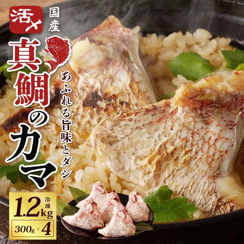 国産 活〆養殖 真鯛のカマ 合計1.2kg【小分け 300g×4P 訳あり サイズ不揃い 冷凍】 005A601
