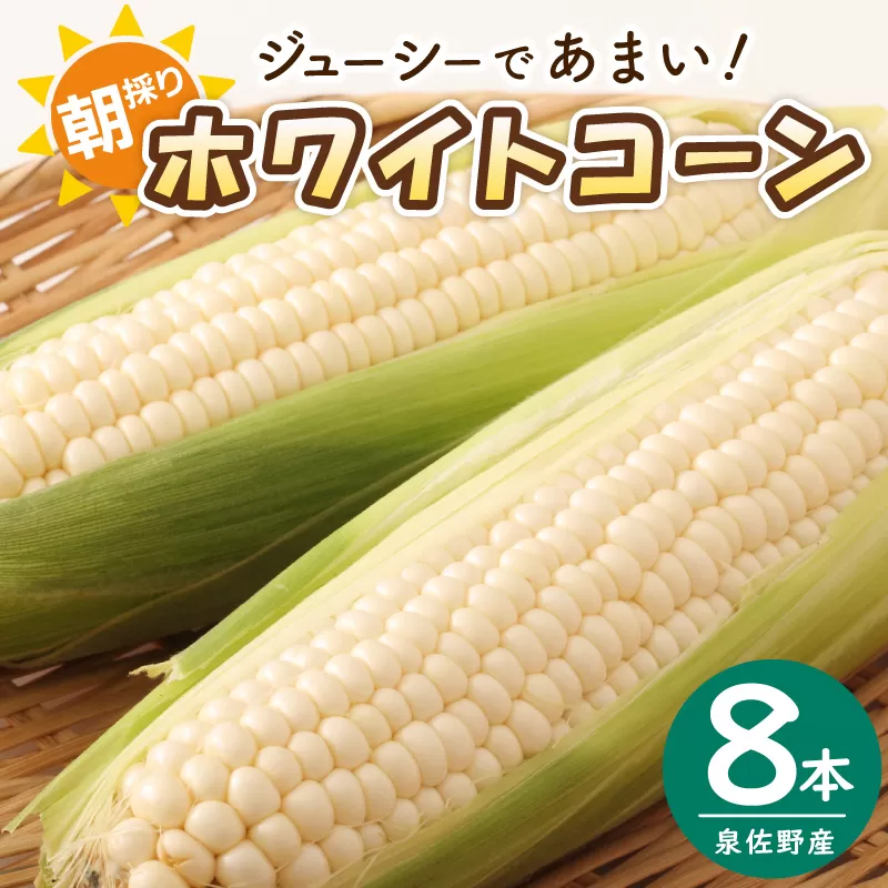 【先行予約】朝採り ホワイトコーン 8本セット とうもろこし 直送 G1444