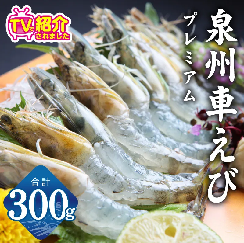 【TVで紹介！】泉州車えび 300g【生食可 海鮮 車海老 車エビ 海老 えび エビ 刺身 産地直送 急速冷凍 鮮度抜群】 G2179
