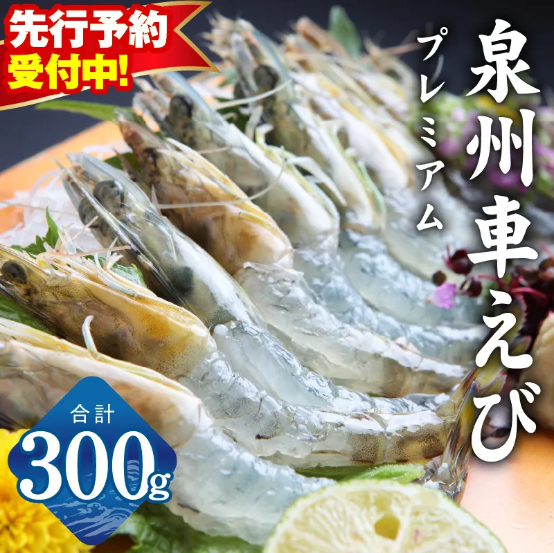 【先行予約】泉州車えび 300g【TVで紹介！ 生食可 海鮮 車海老 車エビ 海老 えび エビ 刺身 産地直送 急速冷凍 鮮度抜群】 G2179