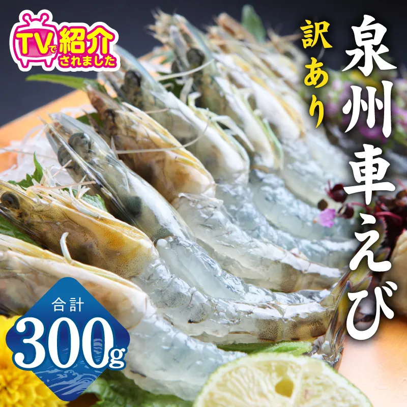 【TVで紹介！】泉州車えび 300g【訳あり サイズ不揃い 生食可 海鮮 車海老 車エビ 海老 えび エビ 刺身 産地直送 急速冷凍 鮮度抜群】 G2185