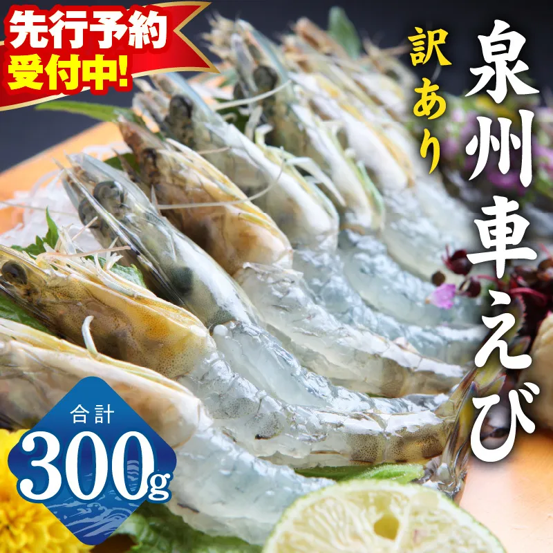 【先行予約】泉州車えび 300g【訳あり TVで紹介！ サイズ不揃い 生食可 海鮮 車海老 車エビ 海老 えび エビ 刺身 産地直送 急速冷凍 鮮度抜群】 G2185