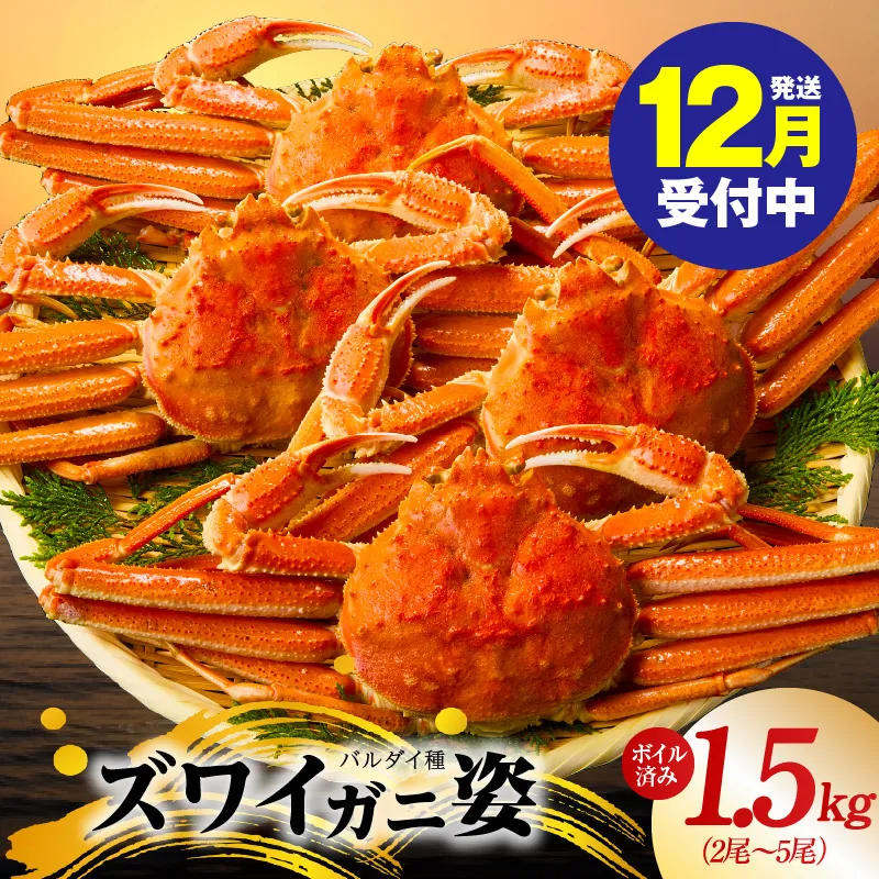 【年内発送】バルダイ種 ズワイガニ姿 1.5kg（2～5尾）【訳あり規格 ボイル済み オオズワイガニ かに カニ 蟹 ズワイガニ ファミリー向け】 kgp0086y