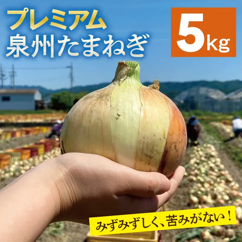【プレミアム】泉州たまねぎ 5kg【玉ねぎ タマネギ 玉葱 甘い 野菜 国産 オニオン サラダ カレー バーベキュー 先行予約】 G3526