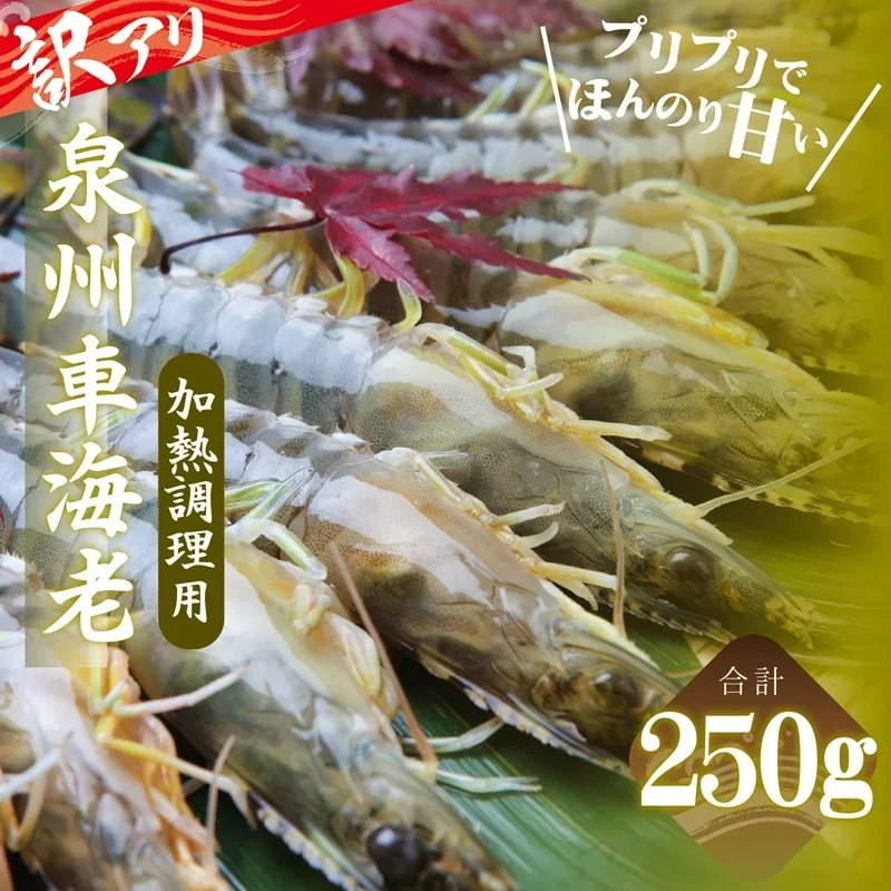 訳アリ！お試し 加熱調理用 泉州車海老250g【TVで紹介されました！】 G3703