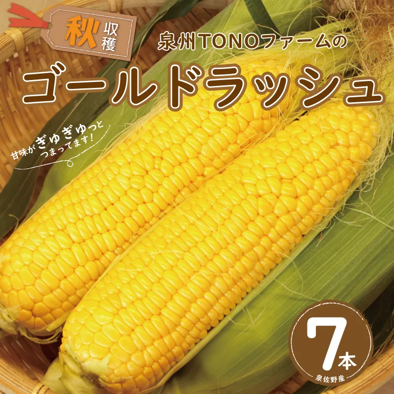【先行予約】秋収穫！ゴールドラッシュ 7本セット とうもろこし 先行予約 G1103