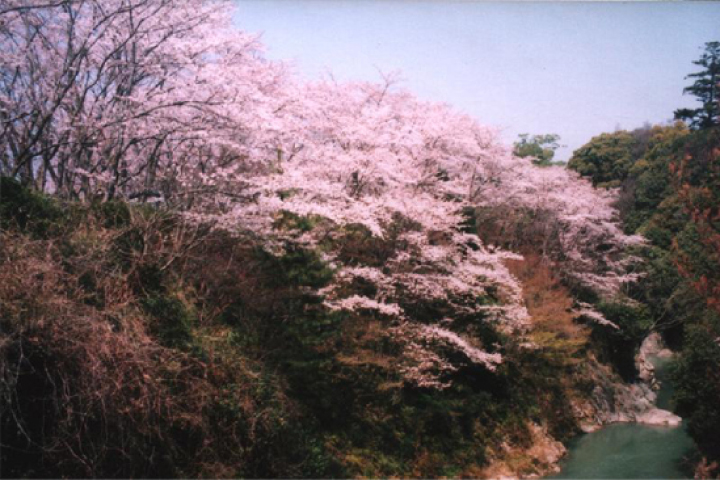 大井関桜まつり