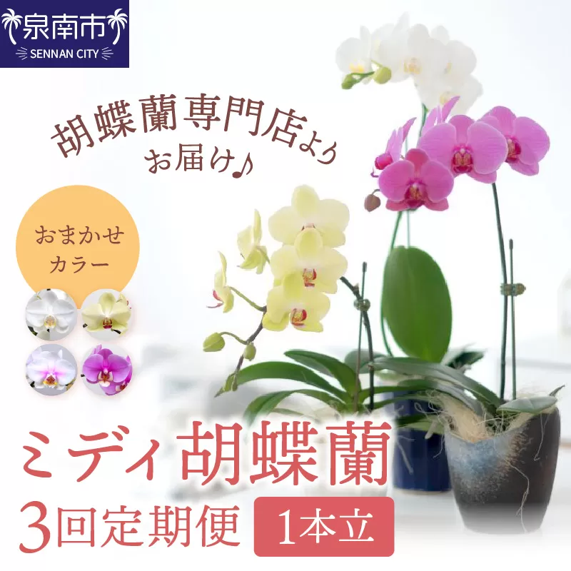ミディ胡蝶蘭 1本立 半年間 3回定期便【配送不可地域：北海道・沖縄・離島】【008C-013】