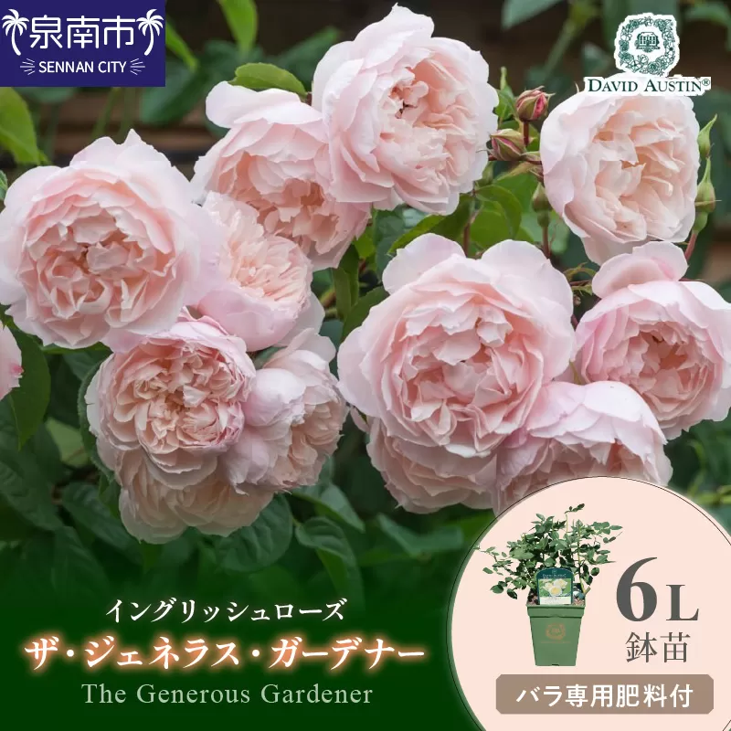 【イングリッシュローズ】デビッド・オースチン ザ・ジェネラス・ガーデナー 6L鉢苗(バラ専用肥料付)【025D-018】
