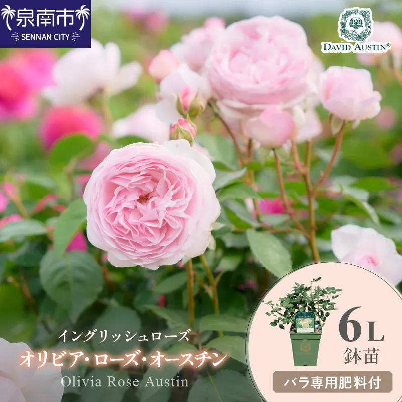 【イングリッシュローズ】デビッド・オースチン オリビア・ローズ・オースチン 6L鉢苗(バラ専用肥料付)【025D-016】