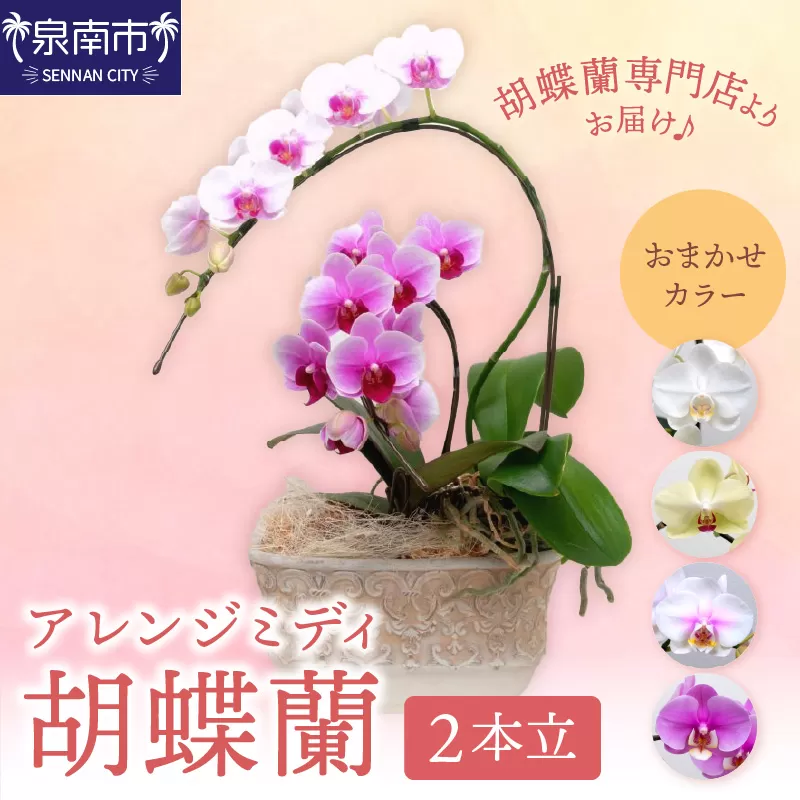 アレンジミディ胡蝶蘭 2本立【配送不可地域：北海道・沖縄・離島】【008C-008】