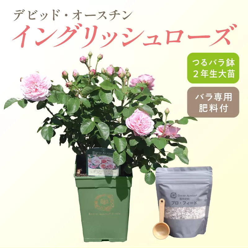 【イングリッシュローズ 】 デビッド・オースチン つるバラ鉢苗（バラ専用肥料付）【025D-004】